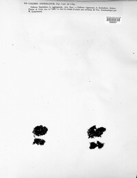 Arctomia fascicularis image
